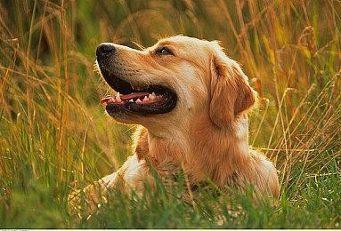 《The Enjenir》Steam抢先体验开启 中世纪物理建筑模拟