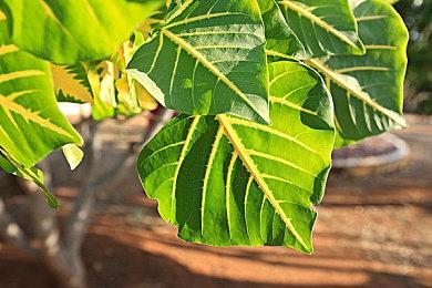 甜咸大战？！一粽即发！各类限定好礼等你来拿