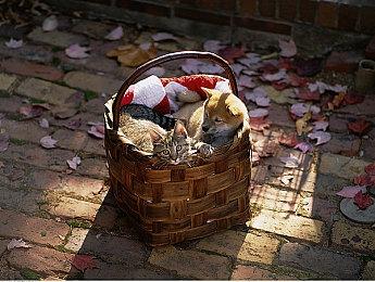 《太吾绘卷》招募玩家参与功能测试 9月9日开始